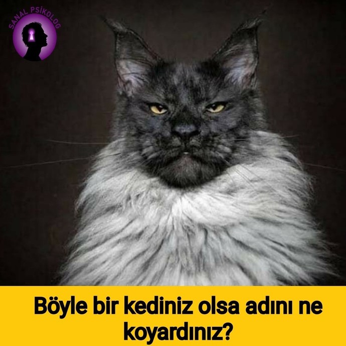 Böyle bir kediniz olsa adını ne koyardınız?