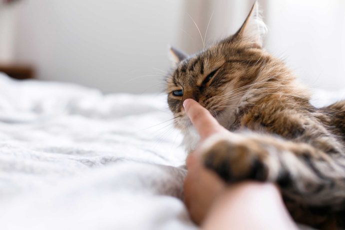 Kedi severken kendimden geçtiğim doğrudur 😼😻