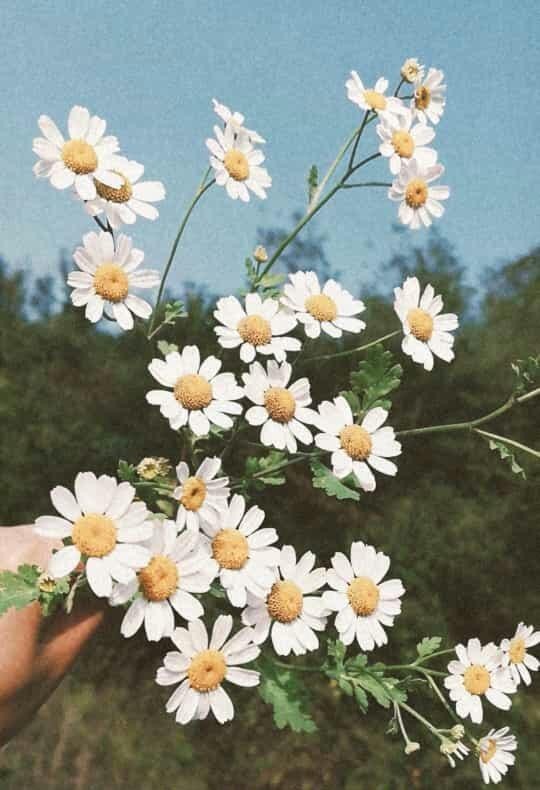 Şöyle efsane walpaper atar mısınız?
