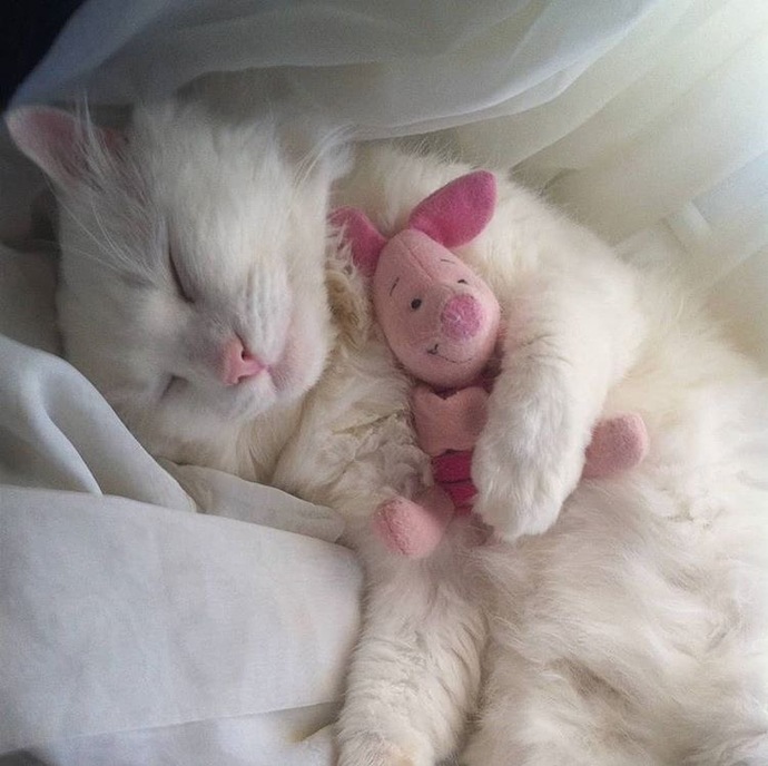 Ben ve Pigler kankim