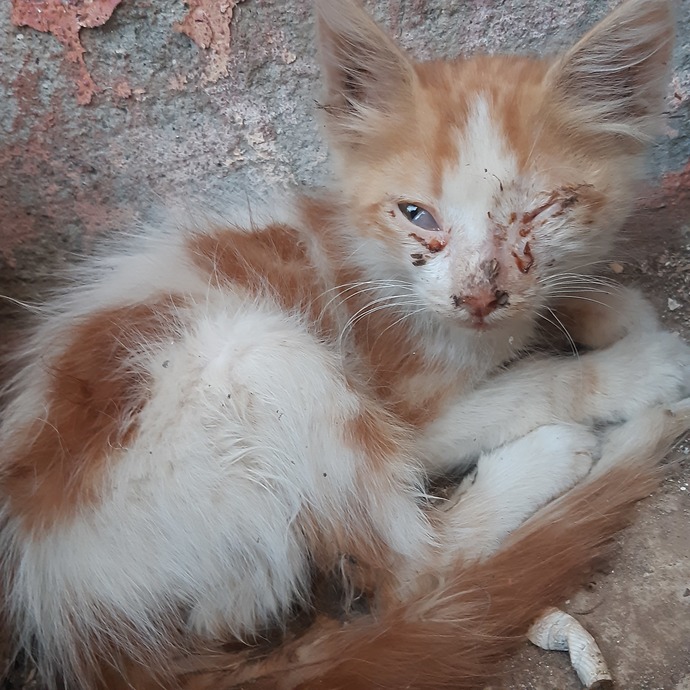 Gözü sorunlu olan