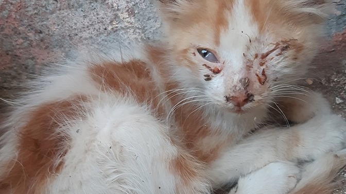 Kedilerle alakalı bir sorunum var, bakar mısın?