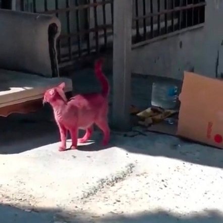 Esenyurtta bir sokak kedisi, kimliği belirsiz kişiler tarafından pembe renge boyanmış. Bunlara her ceza hak mı?