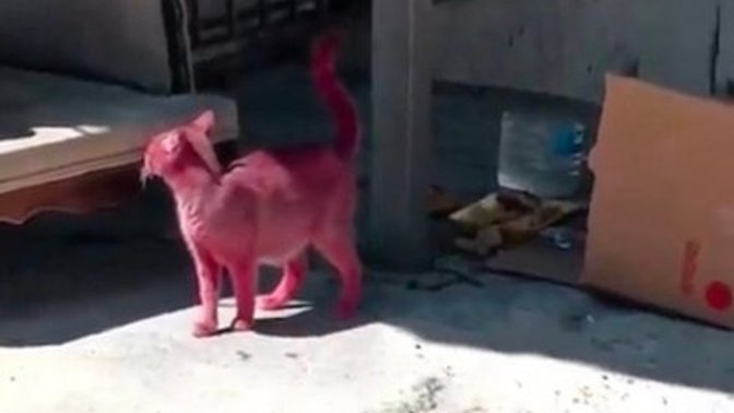Esenyurt'ta bir sokak kedisi, kimliği belirsiz kişiler tarafından pembe renge boyanmış. Bunlara her ceza hak mı?