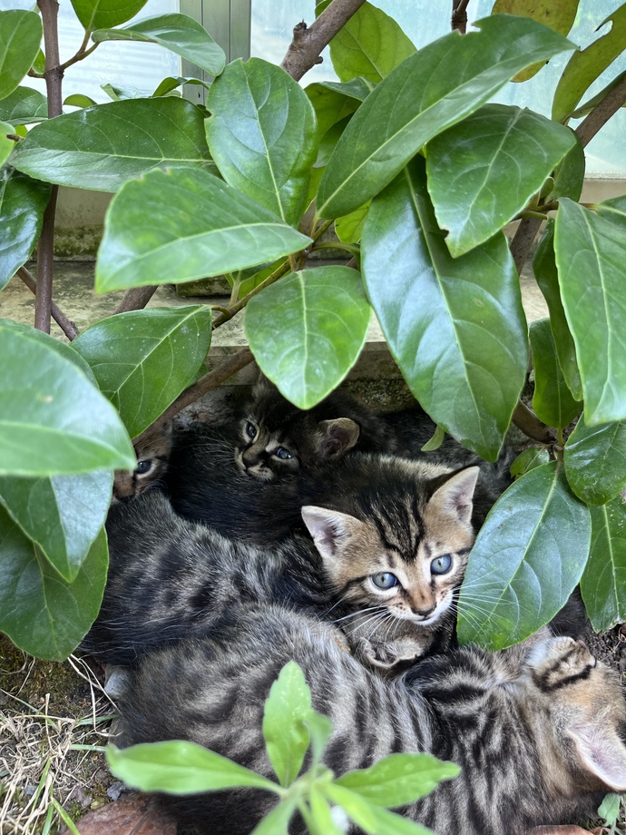 Bebeklerim çok tatlı değiller mi?