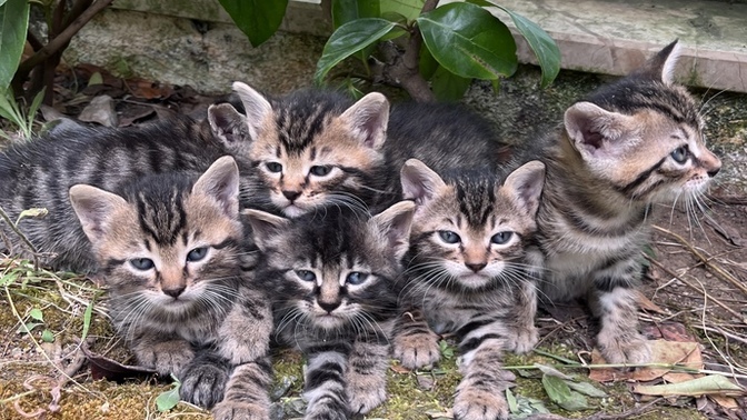 Bebeklerim çok tatlı değiller mi?