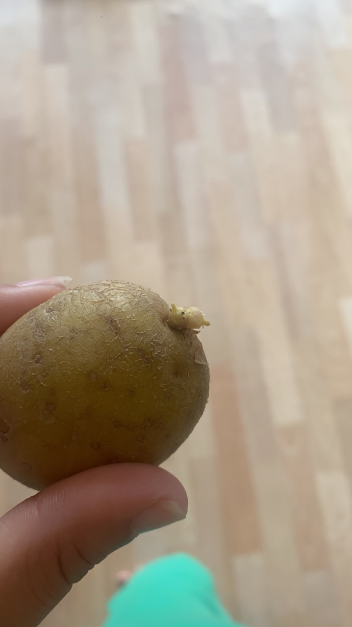 3hafta yoktum patates boyle olmus yenirmibu?