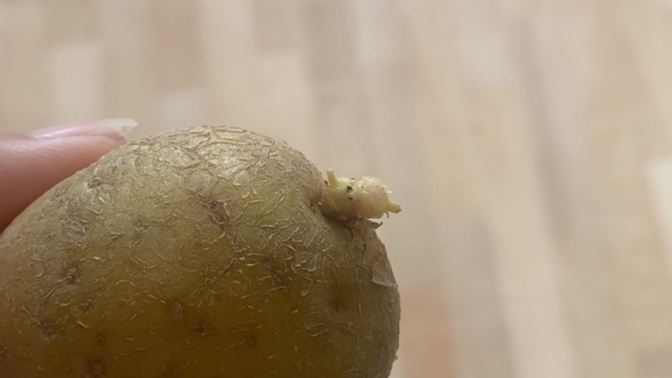 3hafta yoktum patates boyle olmus yenirmibu?