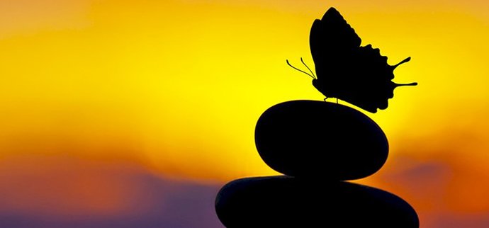 🦋
