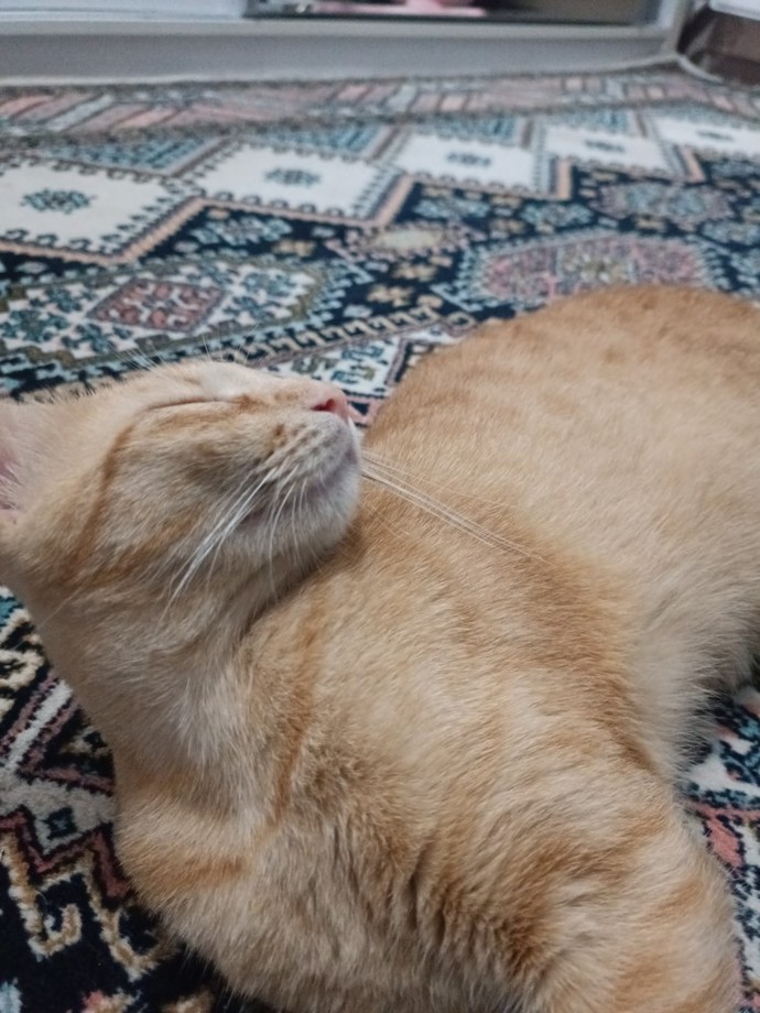 Kedimin bıyıkları neden siyahlaşıyor?