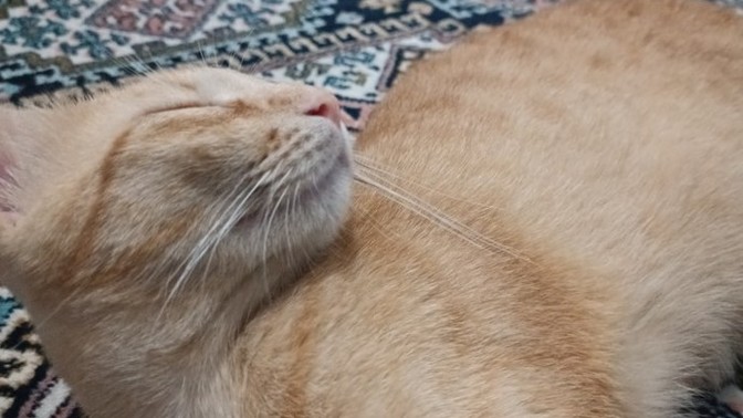 Kedimin bıyıkları neden siyahlaşıyor?