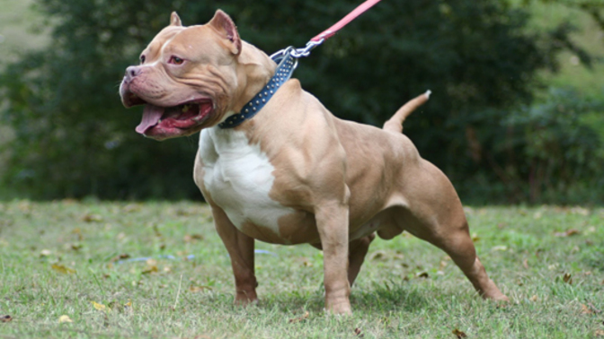 Pitbull sizce neden saldırgan bir ırk?