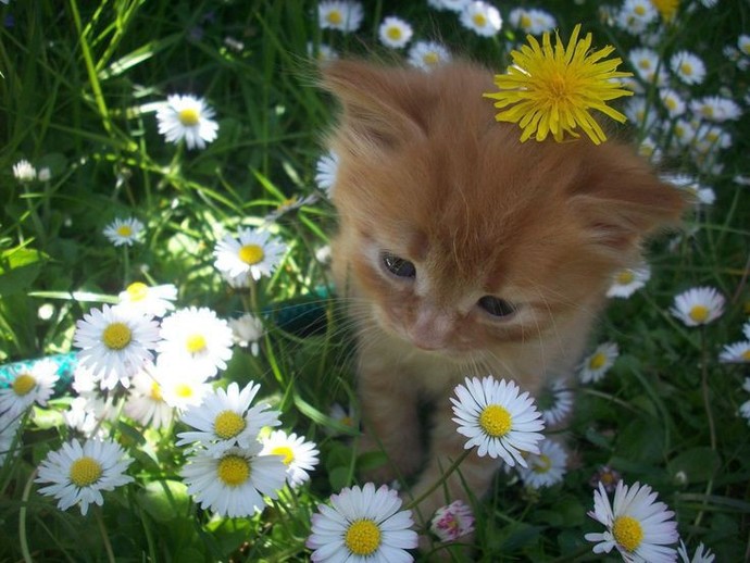 Kedi sevmeyenler nasıl sevmiyor aklım almıyor?
