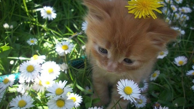 Kedi sevmeyenler nasıl sevmiyor aklım almıyor?