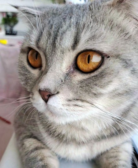 Kedi gözlü olmak ister miydiniz?
