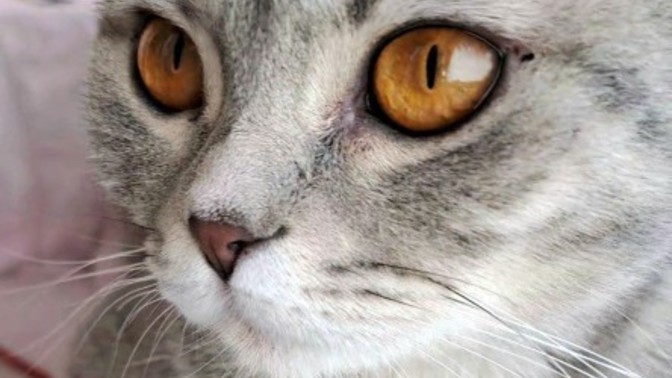 Kedi gözlü olmak ister miydiniz?