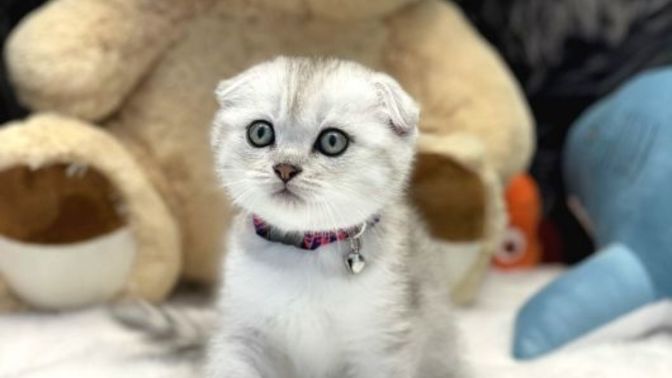 Dişi bir kedi alacağım, isim önerisi yapar mısınız?
