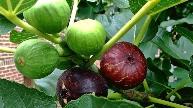 Bütün meyve ağaçları çiçek açarken incir ağacı neden çiçek açmaz?