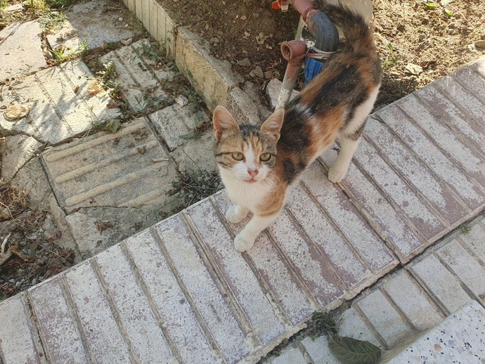 Evinizde evcil hayvan var mı?