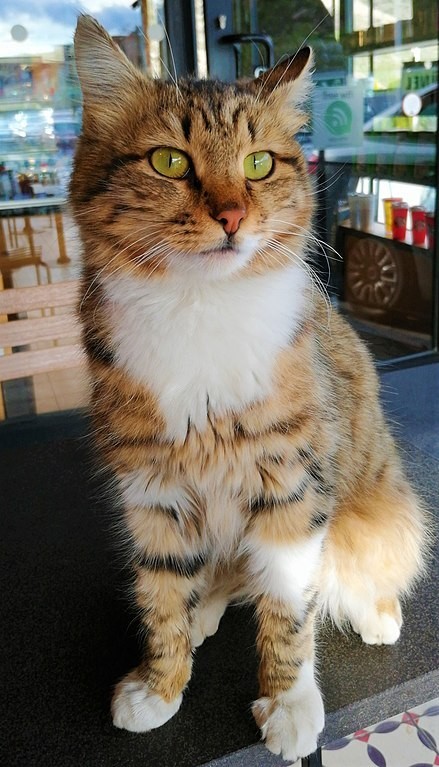 Kedi mi yoksa köpek mi tercihiniz?