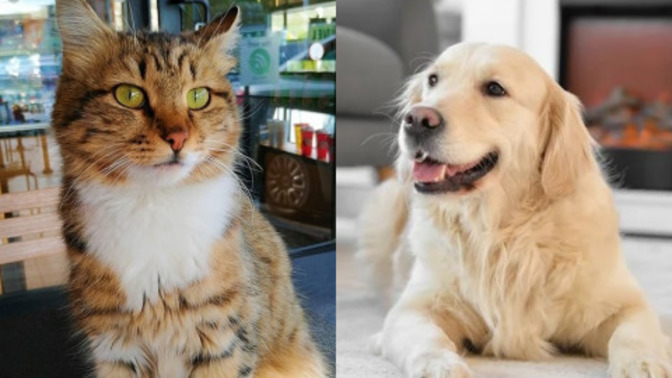 Kedi mi yoksa köpek mi tercihiniz?