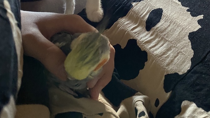 Papağanım elimi ısırdı, papağan olur muyum?