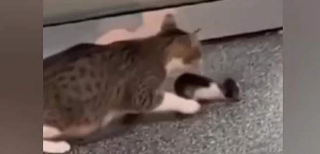 Anne kedi, yavrusunu kontrol için hastaneye getirdi! Ne düşünüyorsunuz?