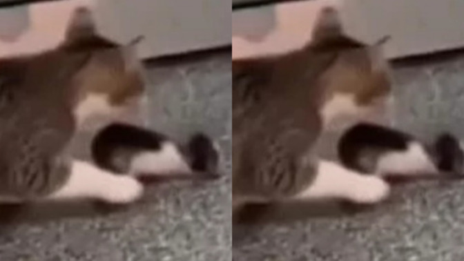 Anne kedi, yavrusunu kontrol için hastaneye getirdi! Ne düşünüyorsunuz?