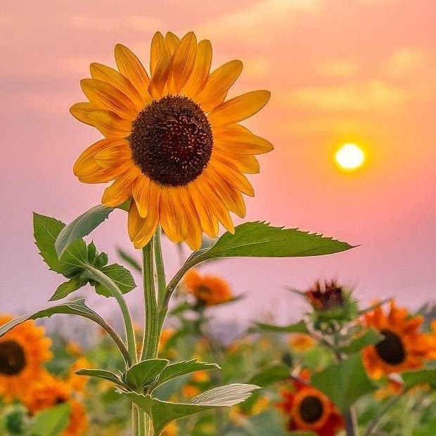 Bugün Dünya Fotoğraf Günü! 📷 Çekmiş olduğun en güzel fotoğrafı bizimle paylaşır mısın?