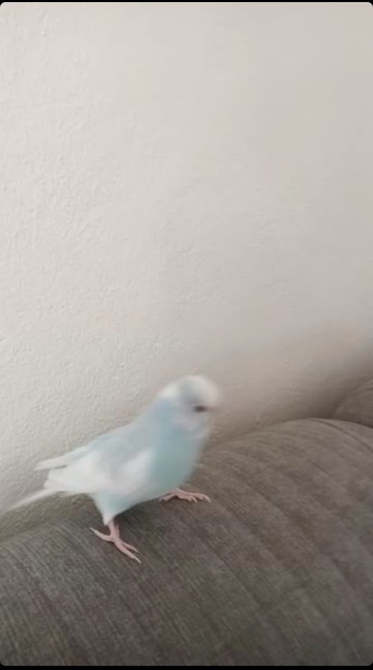 Kavga var , karşı taraf pitbulla gelecekmiş. Sizce kim alır?