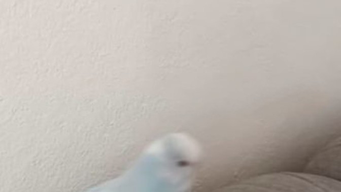Kavga var , karşı taraf pitbulla gelecekmiş. Sizce kim alır?