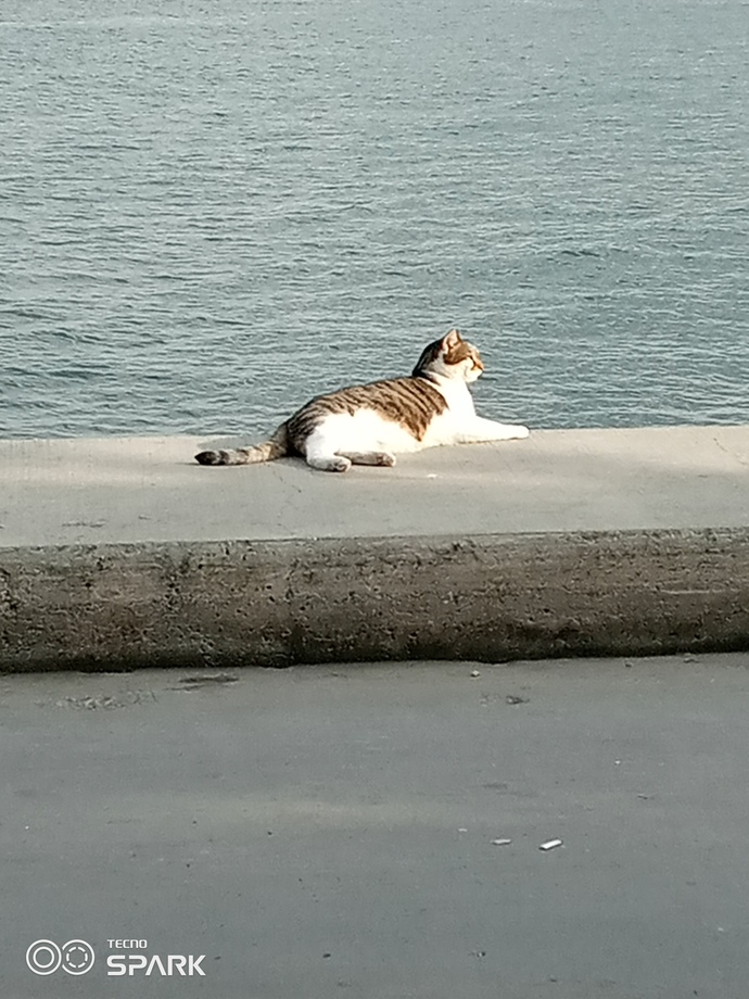 Acaba ne derdi var kedinin 😂😁?