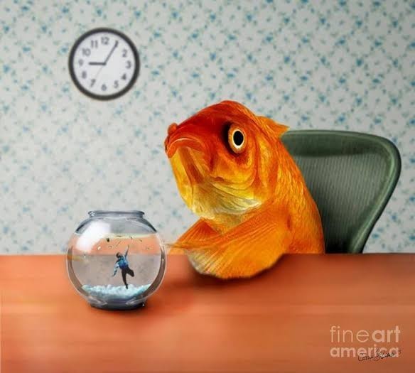 Akvaryum balıkları açlığa kaç gün dayanabilr?