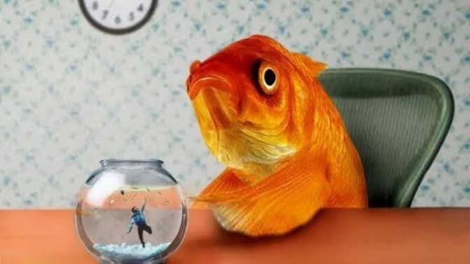 Akvaryum balıkları açlığa kaç gün dayanabilr?