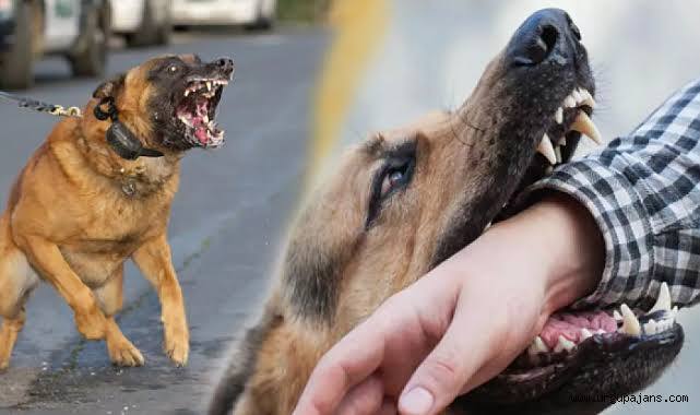 Hiç köpek saldırısına maruz kaldınız mı?