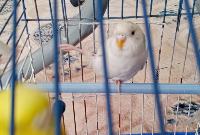 Bugün dışarıdan içeri kuş girdi ama kötü durumda gibi duruyor. Neyi olabilir?