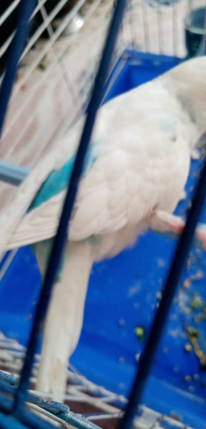 Bugün dışarıdan içeri kuş girdi ama kötü durumda gibi duruyor. Neyi olabilir?