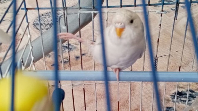 Bugün dışarıdan içeri kuş girdi ama kötü durumda gibi duruyor. Neyi olabilir?