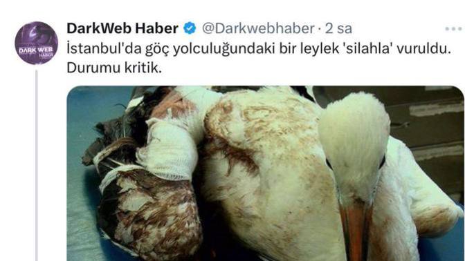 İstanbul'da göç yolculuğundaki 1 leyleğin vurulması hakkında ne düşünüyorsunuz?