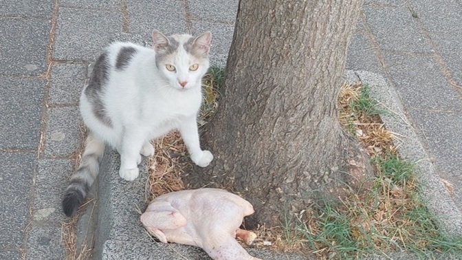 Şuna bakar mısınız?