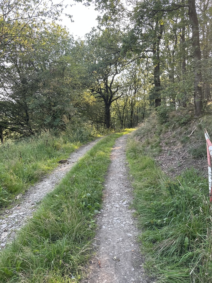 Şu ağaçların dili olsa da konuşsa
