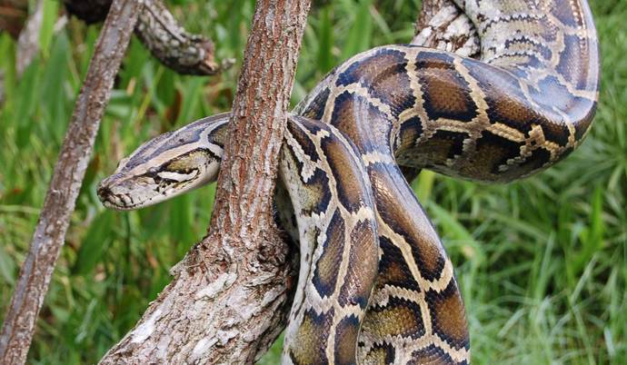 Vanda görülen dev piton yılanı sosyal medyada gündem oldu! Karşılaşsaydınız ne yapardınız?