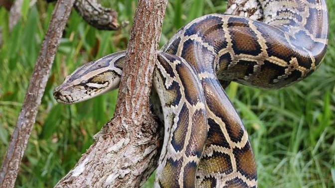 Van'da görülen dev piton yılanı sosyal medyada gündem oldu! Karşılaşsaydınız ne yapardınız?