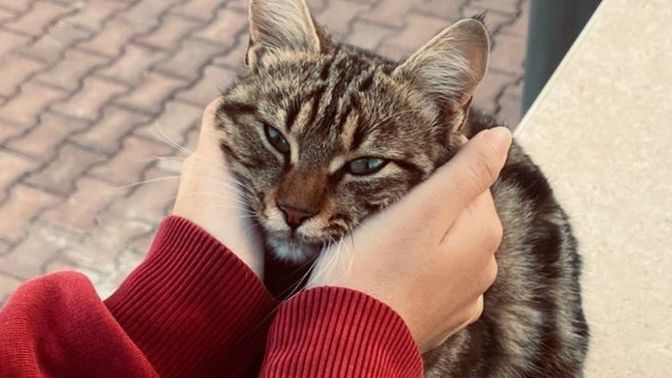 Merhametli bir insan olduğunuza inanıyor musunuz?