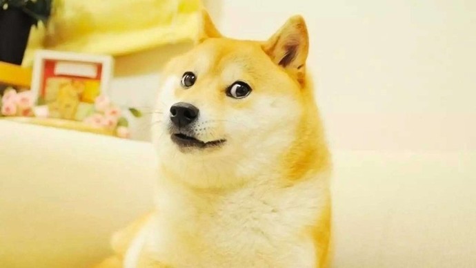 Doge memelerin vazgeçilmesi köpek Cheems, hayatını kaybetti, ne düşünüyorsunuz?