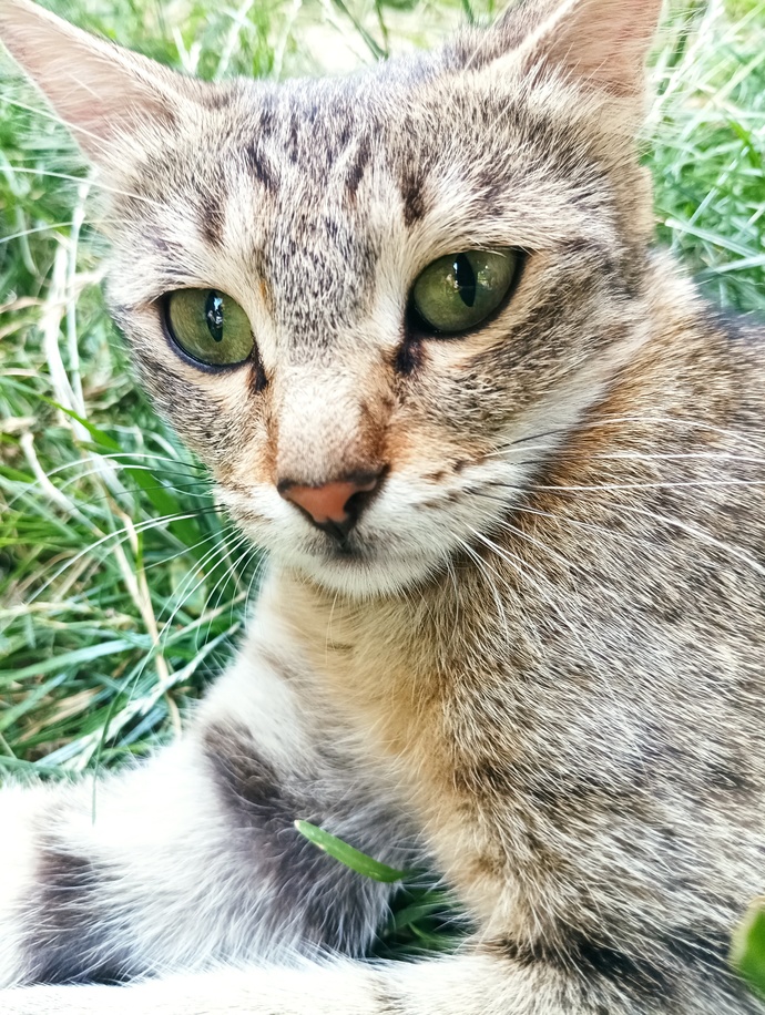 Minnoş