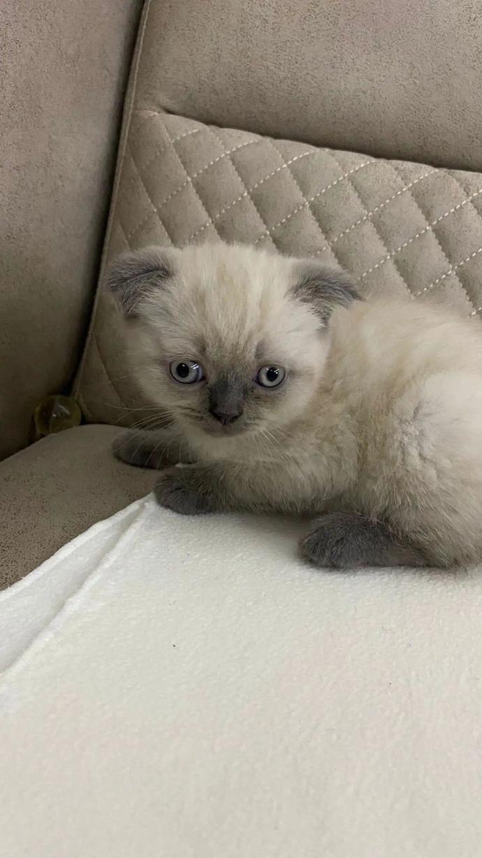 Kedi fotoğraflarınızı atar mısınız?