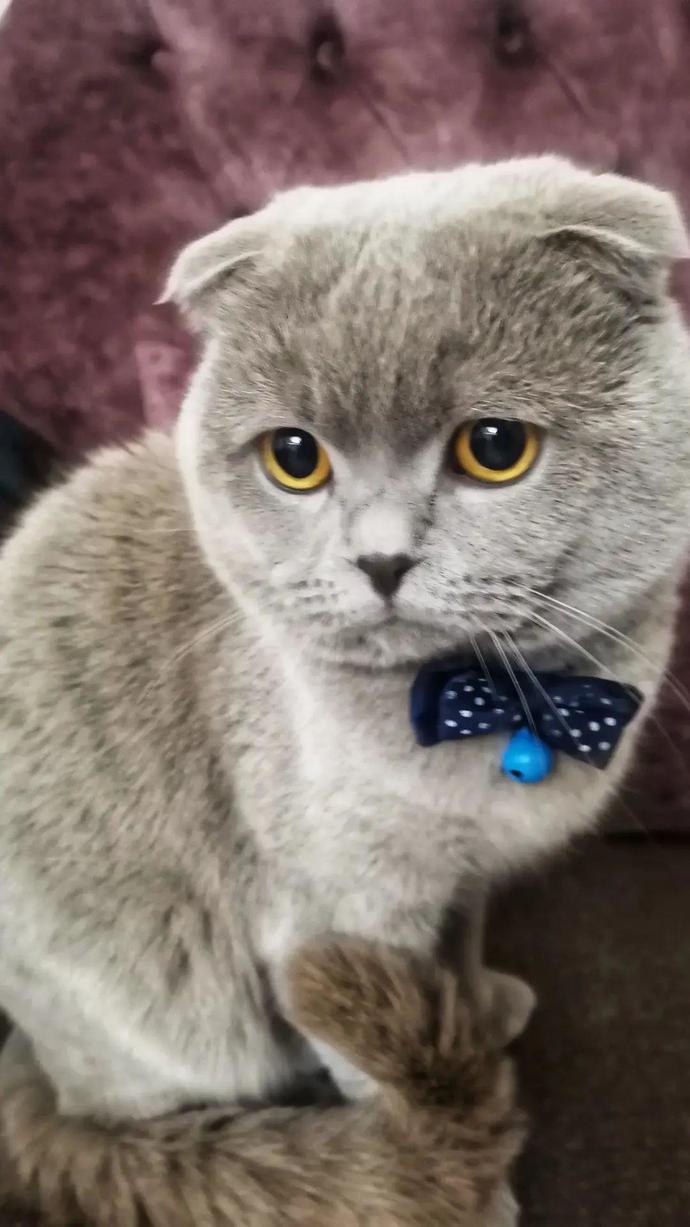 Kedi fotoğraflarınızı atar mısınız?