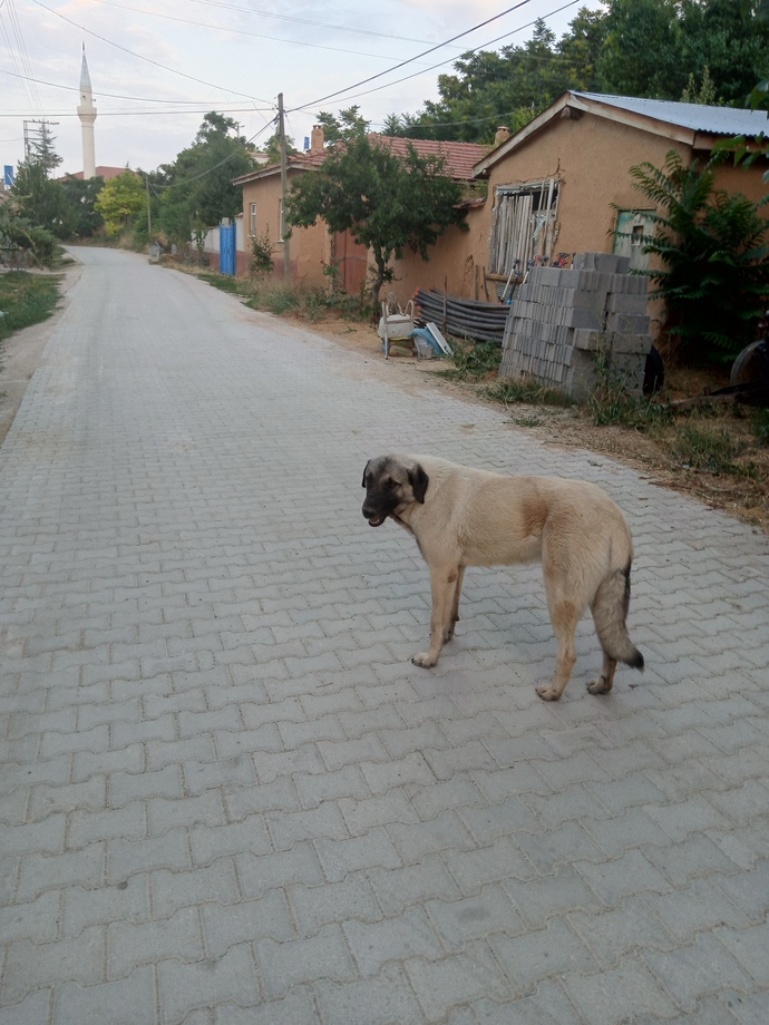 Köy yerini severmisiniz yaşarmıydınız?