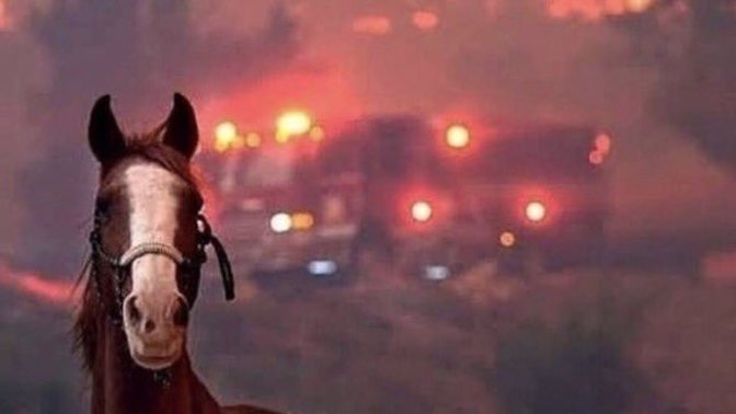 Yangından kaçmaya çalışan hayvanlar denize ulaşmaya çalışıyor! Neden söndüremiyorlar yangını?